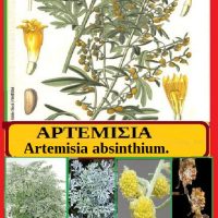 Αρτεμισία: Artemisia absinthium- Της Μάρθας Στ. Καπλάνογλου