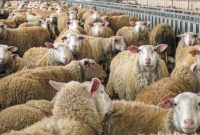 Ευλογιά αιγοπροβάτων: Πάνω από 480.000 θανατώσεις ζώων σε 1,5 χρόνο – Τα νέα στοιχεία του Υπουργείου