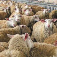 Ευλογιά των προβάτων: Ανήσυχοι οι κτηνοτρόφοι για μόλυνση του εδάφους από τις μαζικές ταφές ζώων – Τι απαντούν οι επιστήμονες