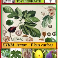 Σύκα και Συκιά: Φυτό από τον κήπο του Ιπποκράτη – Της Μάρθας Στ. Καπλάνογλου