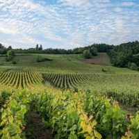 Η σχέση του κλίματος με τις αμπελοκαλλιέργειες – Του Χρήστου Αποστόλου