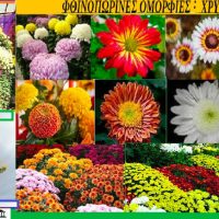 Χρυσάνθεμο: Το «χρυσό άνθος» με ρίζες από την Κίνα – Του Σταύρου Καπλάνογλου