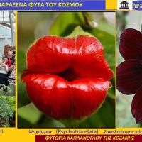 Τρία από τα πιο παράξενα λουλούδια του κόσμου – Του Σταύρου Π. Καπλάνογλου