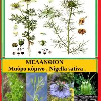 Mελάνθιον ή Μαύρο κύμινο – Της Μάρθας Στ. Καπλάνογλου