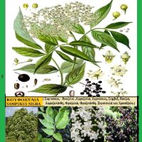 Κουφοξυλία – Sampukus Nigra – Του Σταύρου Π. Καπλάνογλου