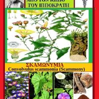 ΣΚΑΜΜΩΝΙΑ – Άγρια περικοκλάδα ή χωνάκι- Της Μάρθας Στ. Καπλάνογλου