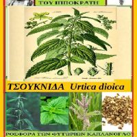 Τσουκνίδα – urtica dioica: Βότανα από τον κήπο του Ιπποκράτη – Της Μάρθας Στ. Καπλάνογλου