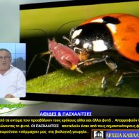 Ασθένειες και έντομα που προσβάλουν τα φυτά του κρόκου – Του Σταύρου Καπλάνογλου