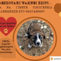 Δήμος Κοζάνης: «Υιοθέτησε ένα αδεσποτάκι, την αξιαγάπητη Πέρσα»
