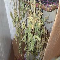 Σύλληψη 68χρονου στην Κοζάνη για καλλιέργεια και κατοχή κάνναβης έπειτα από επιχείρηση της Αστυνομιας