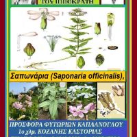 Οι φαρμακευτικές ιδιότητες της ”Σαπωνάρια”- Γράφει η Μάρθα Στ. Καπλάνογλου