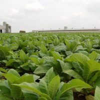 Κοζάνη: Ερωτήσεις στη Βουλή από βουλευτές της αντιπολίτευσης για την «εγκατάλειψη» των καπνοκαλλιεργητών Δυτικής Μακεδονίας από την κυβέρνηση