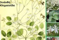 Η αγράμπελη και η οινάνθη – Γράφει η γεωπόνος Μάρθα Καπλάνογλου