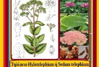 Το τηλέφειο ένα πολύ σημαντικό βότανο από τον κήπο του Ιπποκράτη- Της Μάρθα Στ. Καπλάνογλου