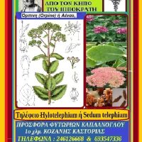 Το τηλέφειο ένα πολύ σημαντικό βότανο από τον κήπο του Ιπποκράτη- Της Μάρθα Στ. Καπλάνογλου