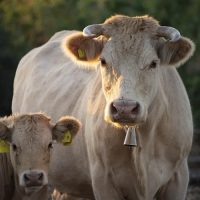 Αφθώδης πυρετός: Τι προβλέπεται για ζώα, γάλα, κρέας, ζωικά υποπροϊόντα και ζωοτροφές – Σε ισχύ τα μέτρα γστη Λέσβο