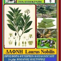 Δάφνη, βότανο από τον κήπο του Ιπποκράτη – Άρθρο της Μάρθας Στ. Καπλάνογλου