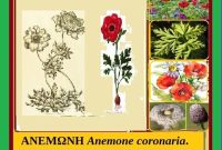 Ανεμώνη, ένα εντυπωσιακό καλλωπιστικό φυτό – Άρθρο της Μάρθα Στ. Καπλάνογλου