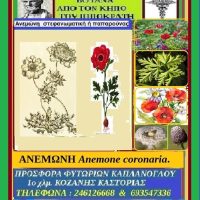 Ανεμώνη, ένα εντυπωσιακό καλλωπιστικό φυτό – Άρθρο της Μάρθα Στ. Καπλάνογλου