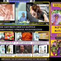 Ιατροφαρμακευτικές ιδιότητες και προφυλάξεις για την χρήση του κρόκου Κοζάνης ως βοτάνου – Άρθρο του Σταύρου Π. Καπλάνογλου