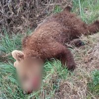 Τροχαίο με νεκρό αρκουδάκι έξω από το Δροσερό Κοζάνης