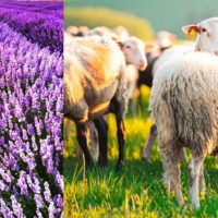 Δήμος Βοΐου: Έγκριση μετακίνησης αιγοπροβάτων προς σφαγή και αποζημίωση ΚΟΕ για λεβάντα