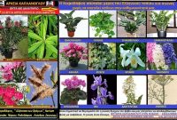 Πικροδάφνη – Άρθρο του Σταύρου Π. Καπλάνογλου