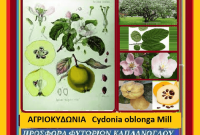 Άγρια κυδώνια – Της Μάρθας Στ. Καπλάνογλου