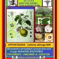 Άγρια κυδώνια – Της Μάρθας Στ. Καπλάνογλου