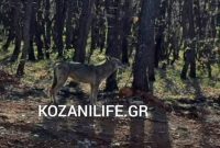 Εμφάνιση λύκου στην Ποντοκώμη Κοζάνης – Μεγάλη προσοχή στους πολίτες – Δείτε βίντεο