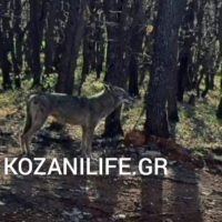 Εμφάνιση λύκου στην Ποντοκώμη Κοζάνης – Μεγάλη προσοχή στους πολίτες – Δείτε βίντεο