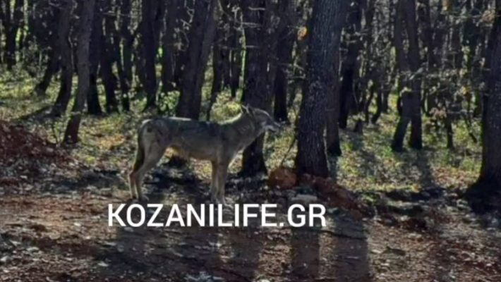 Εμφάνιση λύκου στην Ποντοκώμη Κοζάνης – Μεγάλη προσοχή στους πολίτες – Δείτε βίντεο