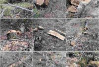 Σύλληψη 23χρονου στην Καστοριά για παράνομη υλοτόμηση – Κατασχέθηκαν 30 κυβικά μέτρα ξυλείας