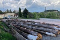 Οικολογική Κίνηση Κοζάνης: Κοπή Δέντρων στην Αγία Παρασκευή
