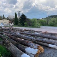 Αντιδράσεις για την κοπή δέντρων στην Αγία Παρασκευή Κοζάνης – Παρέμβαση της Οικολογικής Κίνησης
