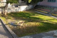 Ζήτημα υγειονομικού κινδύνου καταγγέλλουν γονείς και κάτοικοι για το 7ο Δημοτικό Σχολείο Κοζάνης