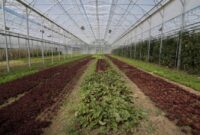 Η υδροπονία στη Δυτική Μακεδονία περνά από τη θεωρία στην οργανωμένη ανάπτυξη
