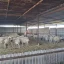 Κατακόρυφη μείωση των κτηνοτροφικών εκμεταλλεύσεων στη Δυτική Μακεδονία σύμφωνα με την ΕΛΣΤΑΤ