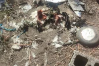 Επίθεση αρκούδας σε κοτέτσια στην Κερασιά Κοζάνης – Δείτε φωτογραφίες