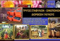Τρύγος σταφυλιών – Οινοποίηση διόρθωση γλεύκους – Άρθρο του Σταύρου Π. Καπλάνογλου – Βίντεο